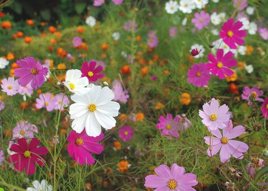 格桑花.jpg