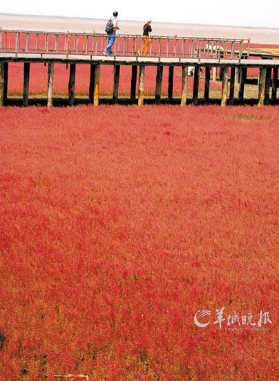 遼寧盤錦紅海灘,面積達9萬畝